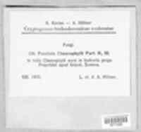 Puccinia chaerophylli image